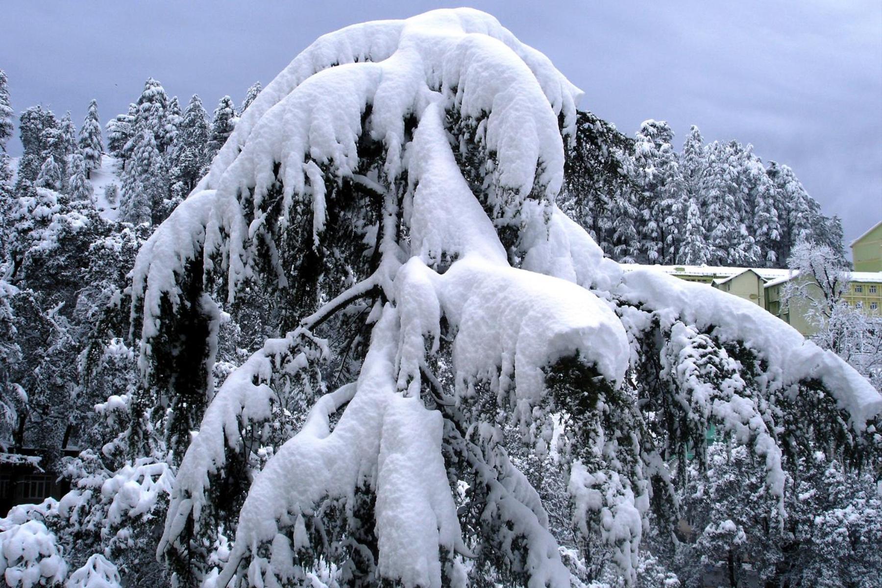 Apartamento Mountain And Peace Shimla Exterior foto
